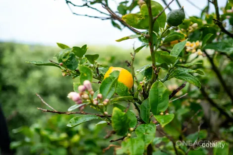 Property photo of 70 King Street Smithton TAS 7330