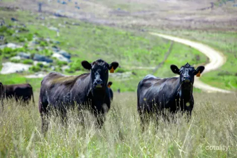 305 Willcox Rd, Laggan, NSW 2583