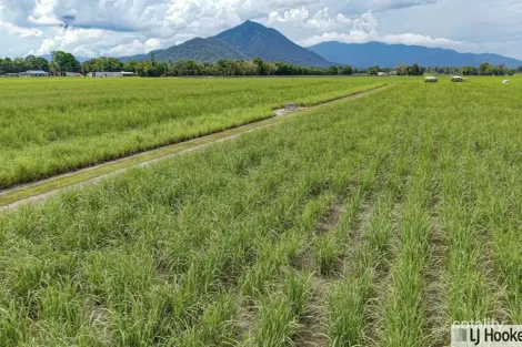 Property photo of 174 Dallachy Road Silky Oak QLD 4854