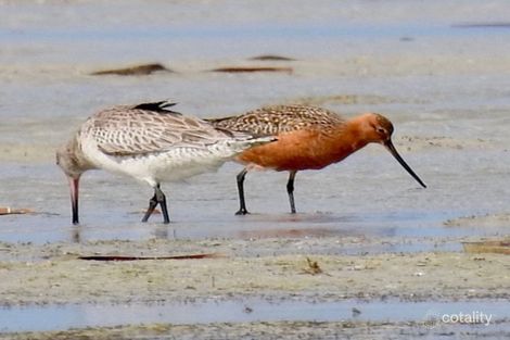 20 Petrel Cres, Thompson Beach, SA 5501