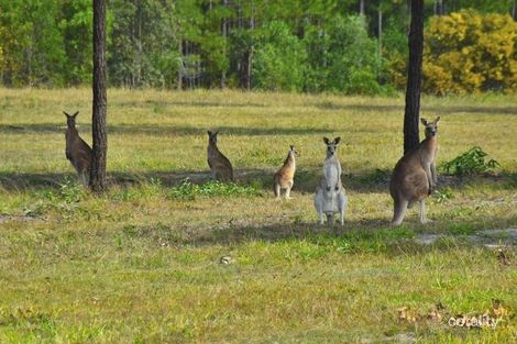 24 Casuarina Rd, Woodford, QLD 4514