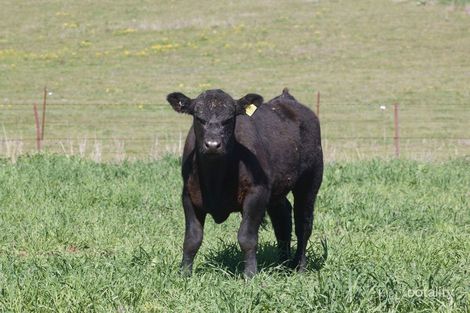 176 Mcnally Rd, Greenmount, QLD 4359