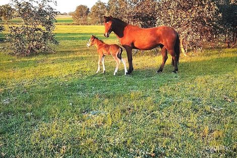 569 Castlemaine-Maldon Rd, Muckleford, VIC 3451