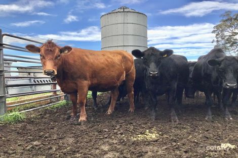 418 Peak Hill Rd, Buckajo, NSW 2550