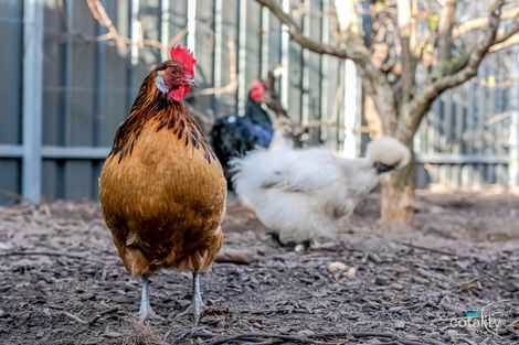 Property photo of 4 Harrison Road Renown Park SA 5008