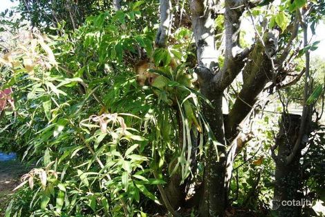 Property photo of 6 Tanner Street Bargara QLD 4670