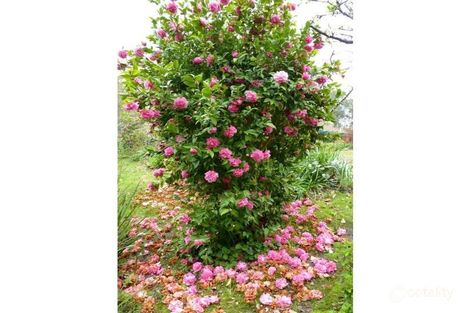 Property photo of 230 Nicholls Road Scott Creek SA 5153