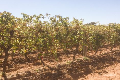 Property photo of 17 Elephant Trunk Road Cobdogla SA 5346