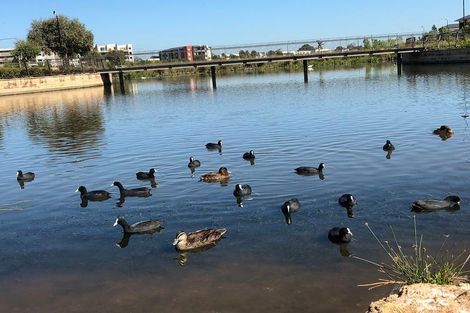 Property photo of 10 Filly Street St Clair SA 5011