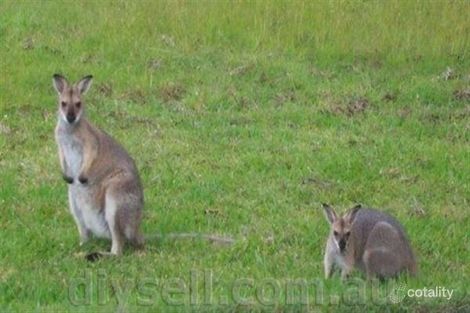 Property photo of 18 Windred Lane Conondale QLD 4552