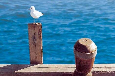 3 Findlay Ave, St Leonards, VIC 3223