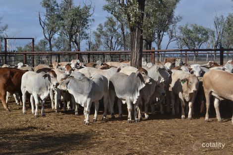 4324 Crowsdale Camboon Rd, Castle Creek, QLD 4715