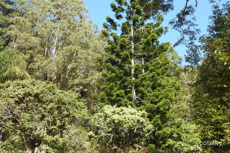 Brays Creek Rd, Back Creek, NSW 2484