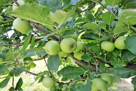 Property photo of 185 Prentice Road Orrvale VIC 3631