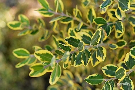 Property photo of 12A Sumpton Street Hilton WA 6163