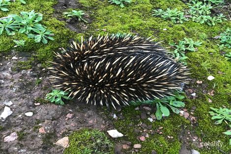 Property photo of 3391 Range Road Back Valley SA 5211