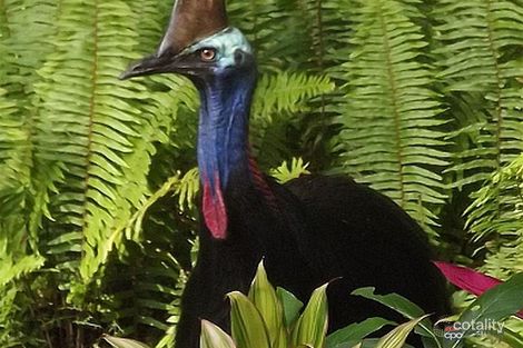 634 Kruckow Rd, East Russell, QLD 4861