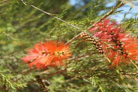 Property photo of 19 Pingaring Court Byford WA 6122