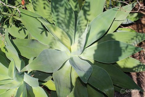 Property photo of 21 Patrick Street Lowood QLD 4311