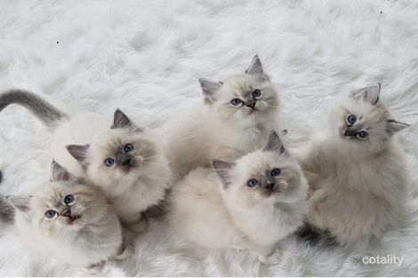 Property photo of 5-7 Stanley Street Gordonvale QLD 4865