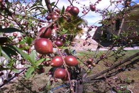 Property photo of 23 Kanimbla Avenue Cooloola Cove QLD 4580