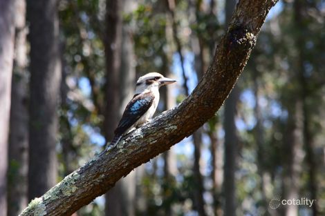 11 Lorikeet Lane, Fountaindale, NSW 2258