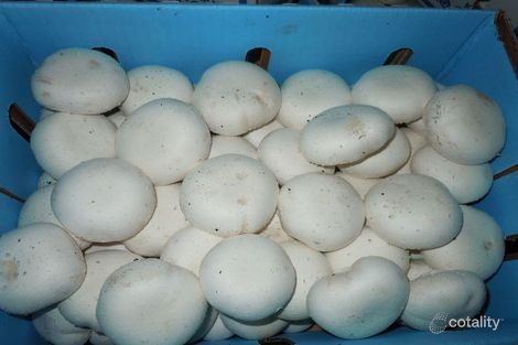 101 Pitt Town Rd, Mcgraths Hill, NSW 2756