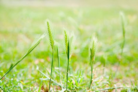 33a Eighth Ave, Chelsea Heights, VIC 3196