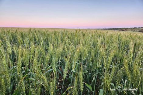 396 Larard Rd, Bowes, WA 6535