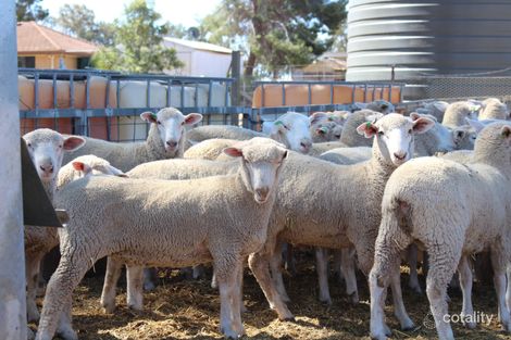 331 Withers Rd, Currawarna, NSW 2650