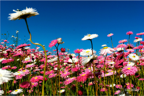 1107 Allanooka Springs Rd, Mount Hill, WA 6528