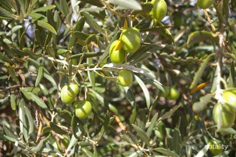 51 Sobey Rd, Kadina, SA 5554