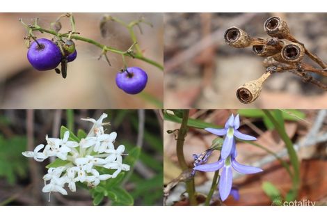 Property photo of 1668 Tamborine-Oxenford Road Wongawallan QLD 4210