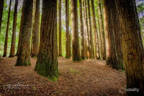 Property photo of 54 Gardner Street Beech Forest VIC 3237