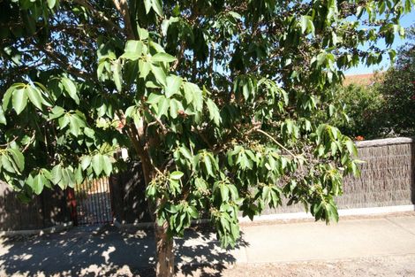 16 Cedar Ave, Brighton, SA 5048