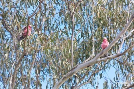 Property photo of 1 Greenleaf Terrace Hodgson Vale QLD 4352