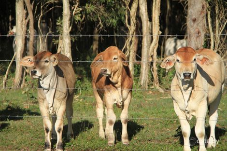 Property photo of 14350 Bruce Highway Gregory River QLD 4800