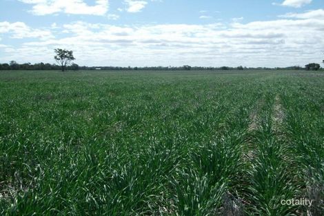 3241 Blue Nobby Rd, North Star, NSW 2408