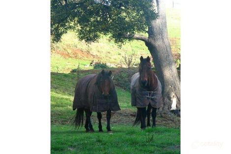 Property photo of 225 Lowries Road Oldina TAS 7325