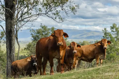 Property photo of 1350 Dayboro Road Rush Creek QLD 4521