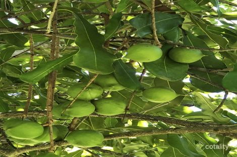 1306 Collins Creek Rd, Collins Creek, NSW 2474