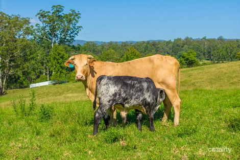 1052 Pipeclay Rd, Pipeclay, NSW 2446