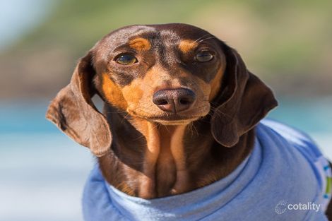 Property photo of 55 Palm Avenue Coolum Beach QLD 4573