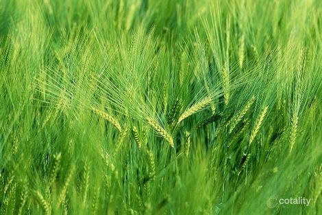 22 Fulbrooke Loop, Canning Vale, WA 6155