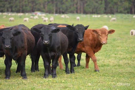 1793 Wattle Range Rd, Wattle Range, SA 5280