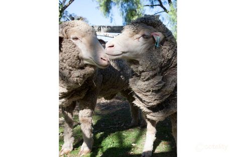 55 Mcgintys Lane, Glenaroua, VIC 3764