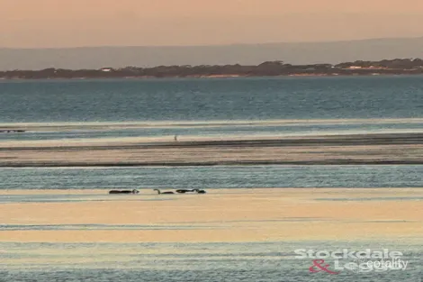 Property photo of 1/41 Forrest Avenue Newhaven VIC 3925