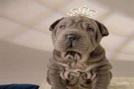 4 Strathvale Ct, Caboolture, QLD 4510