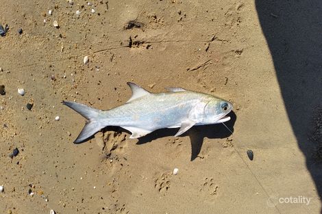 Property photo of 20/1-19 Poinciana Street Holloways Beach QLD 4878