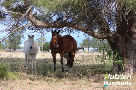Property photo of 21 Barkers Road Chinchilla QLD 4413